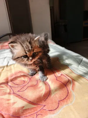 قطة مكس هيمالايا وشرازي