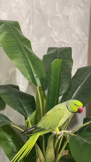 ببغاء متكلم تبارك الرحمن