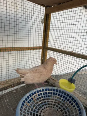 ذكرين إيرانيات