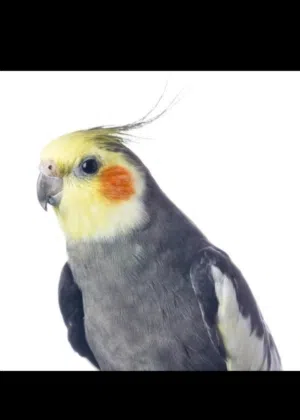 أفضل طيور الزينة – كوكاتيل للبيع