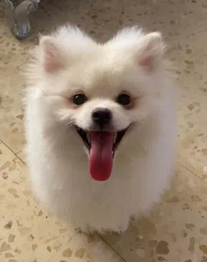 Male Pomeranian بوميرانيان ذكر