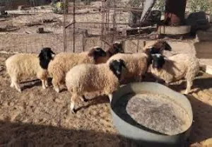 حواله للبيع العمر ديما 4 شهور و في 6 شهور سعر باقل