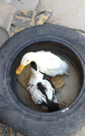 بيع حيوان بشوش