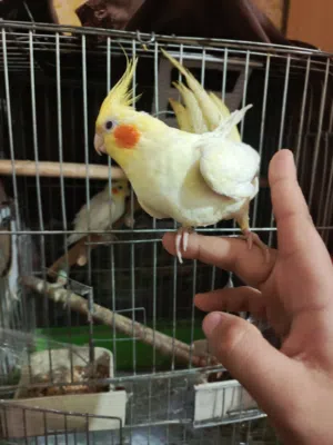 جوز كوكتيل منتجات اهالي فراخ