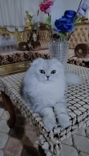 قطه سكوتش فولد سلفر
