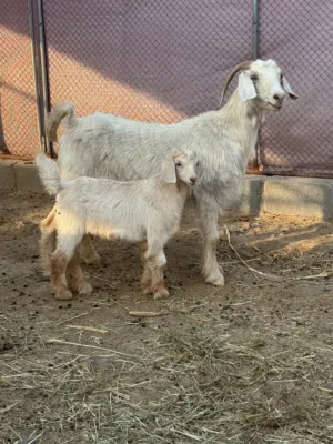 أغنام من حلال الجبل الأخضر