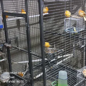 متاح كناريي