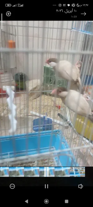 جوزين جاوا عسلي مع فراخ