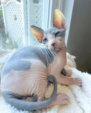Sphynx kittens كتنز فرعوني