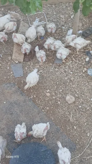 صوص لاحم عمر 27 يوم