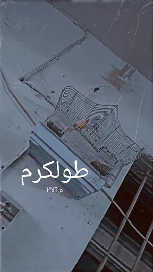 ‏طيور‏2