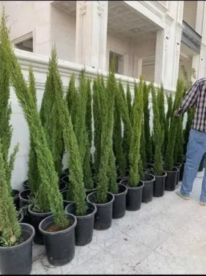 بعد إذن الإدارة شجر سرو توتم إيطالي ارتفاع من 160_180 سم السعر 10 دنانير يوجد زنزلخت إيطالي