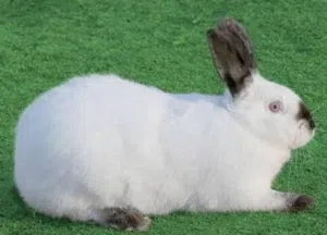 كوم ارانب للبيع