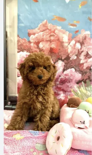 Toy poodle female