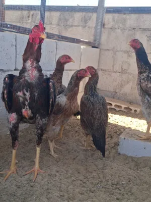 متوفر طقم باكستاني احمر صحه ونظافه ما شاء الله تسليم الرصيفة الجبل الشمالي خلف مستشفى الأمير فيصل