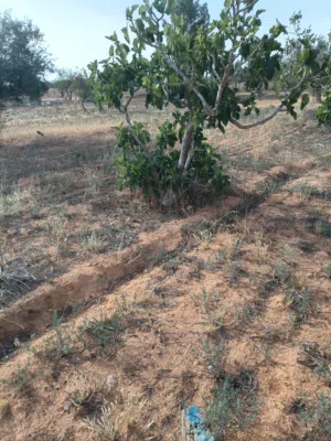 Mixed Use Land for Sale in Tarhuna Other
