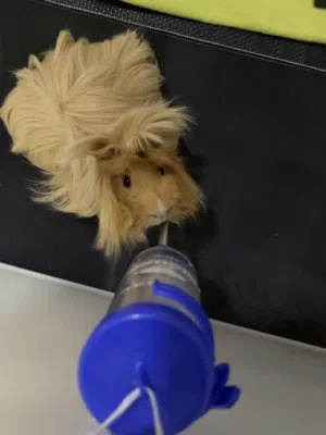 Guinea pigs ذكر وأنثى