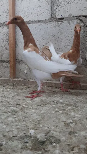 فراخ مكابي.