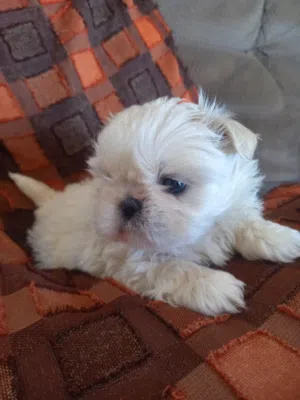 مكس شيتزو ذكر