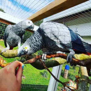 Charming, intelligent, Stunning African Grey Parrot for Sale