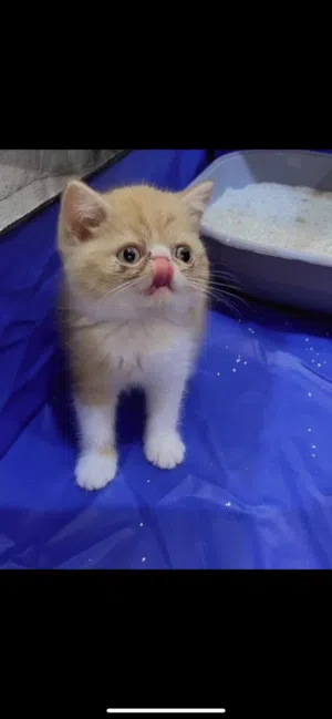 للبيع إكزوتك شورت هير