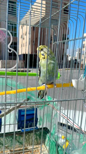 جوز طيور حب