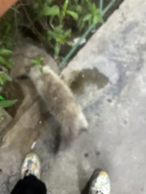 قط هملايه نقي