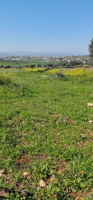 ‏زراعية ‏.‏ 713 م٢ ‏.‏ الوسيط‏0