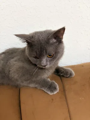 قط بريطاني