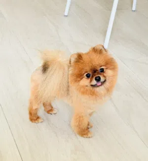 Pomeranian female 8 months old