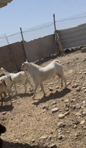 اغنام صلالي الحجم الكبيار ويتومن وحليب خير يسون ماشاءالله العدد كل 7 روس 6 هوش وفحل راسين يحدرن
