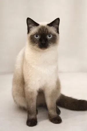 Siamese Cat for Adoption – Calm & Healthy  قط سيامي هادئ للتبني