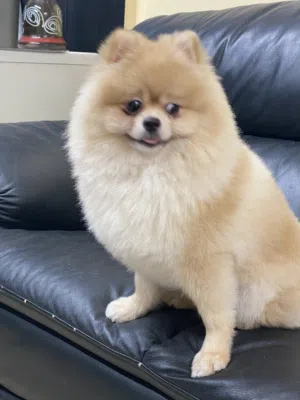 بوميريان ذكر متاح للتزاوج