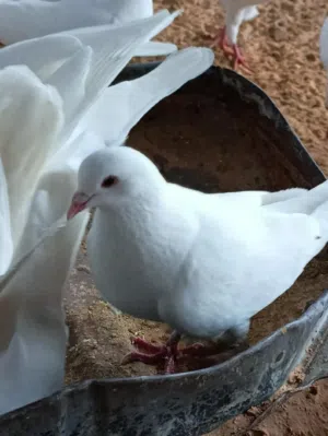 حمام فرنسي لاحم للبيع