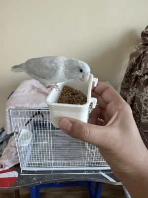Parrotlet for Sale ببغاء للبيع