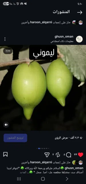 شتلات سدر مختلفه