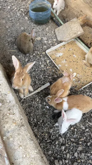 ارانب هولنديه وعمانيه الحجم الكبير وألوان جميله جدا الي يبغا يذبح ويربي