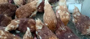 جاج براون احمر