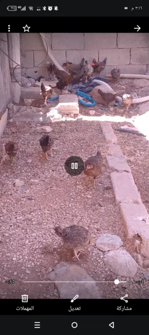دجاج للبيع