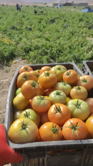 سیدکمال علوی 