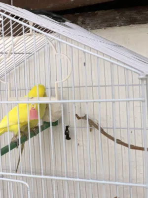 عصفورة لللبيع