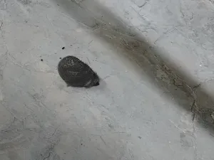 ‏سلاحف‏0