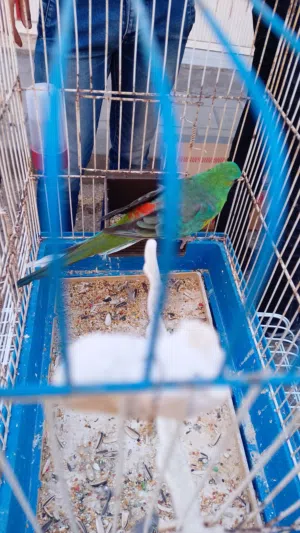 مطلوب طير ردرمر