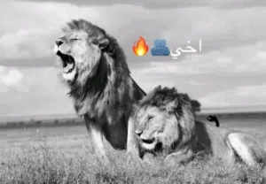 أحمد 