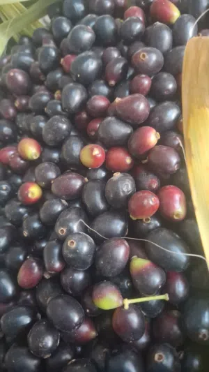 زام حجم كبير للبيع
