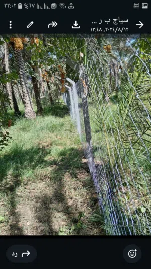 بستان نخيل ملك طابو صرف  للبيع  في  الجرية