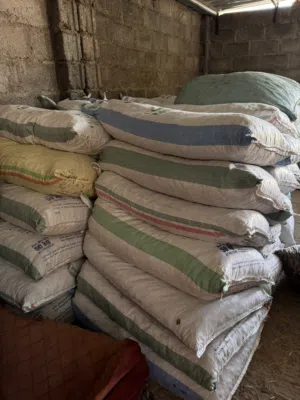 للبيع تمر نفيعة