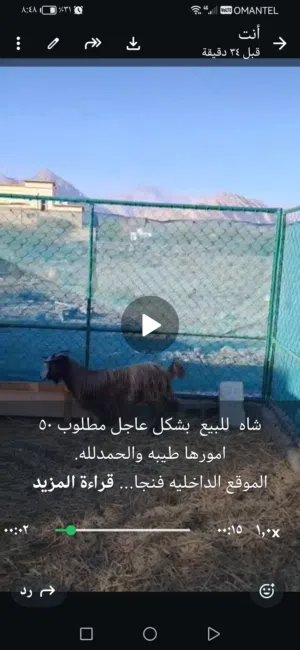 شاة جميلة نشيطة للبيع