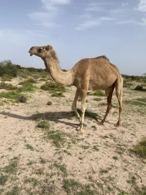 ناجة محلية سلالة