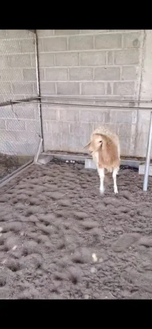 كباشة تهجين سوداني كشميري...